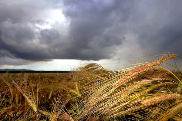 Bewölkter Himmel über dem goldenen Feld