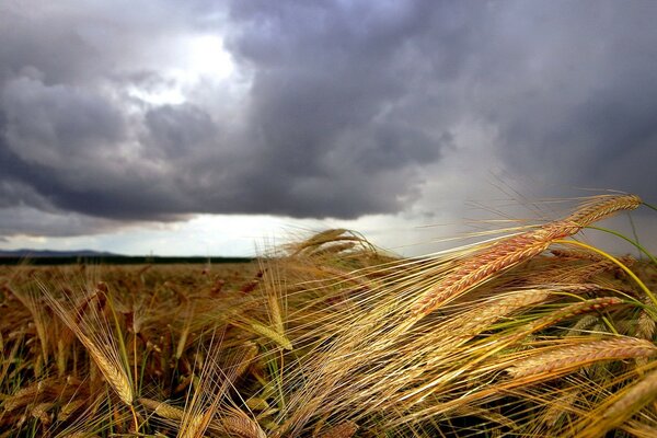 Cloudy sky over the golden field