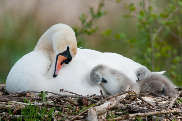 Un cigno incredibilmente bello con i suoi bambini