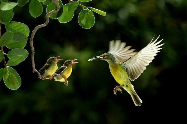 Colibrí alimentando polluelos