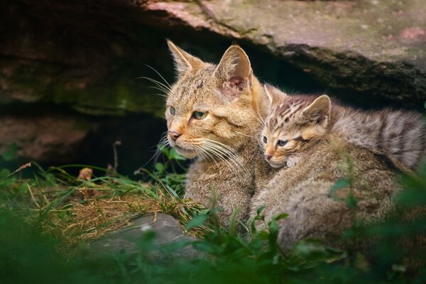 Niebezpieczne dzikie koty: matka i Młode