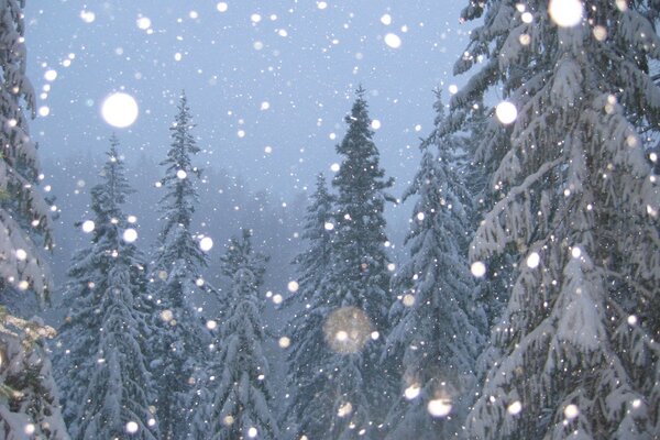 Winter. Snow-covered fir trees and falling snow