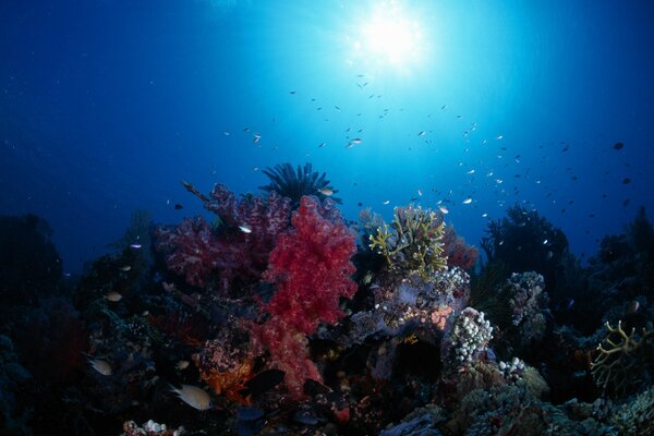 Fish at the colorful corral reef