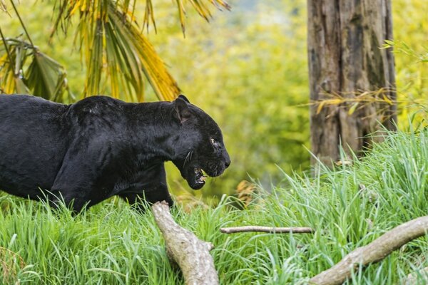 Чёрная пантера в естественной среде