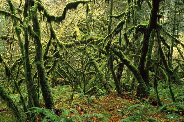 Bizarre plexus of trees in the moss