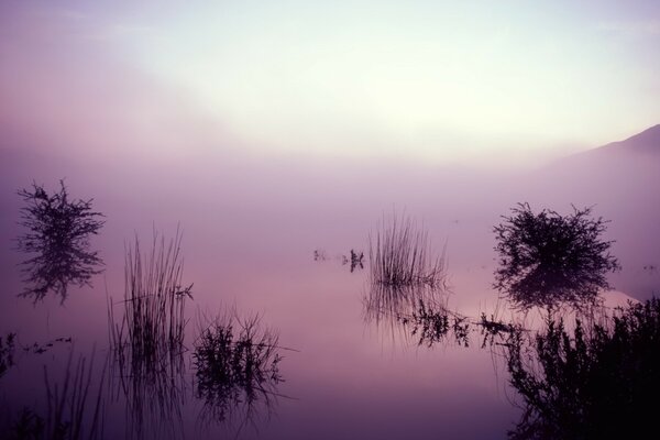 Buissons sur un marais brumeux le matin