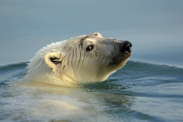 Ein Eisbär, der auf dem Wasser schwimmt