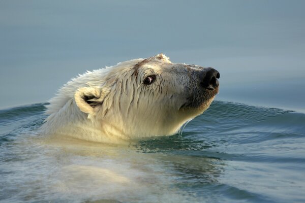 Белый медведь, плывущий по воде
