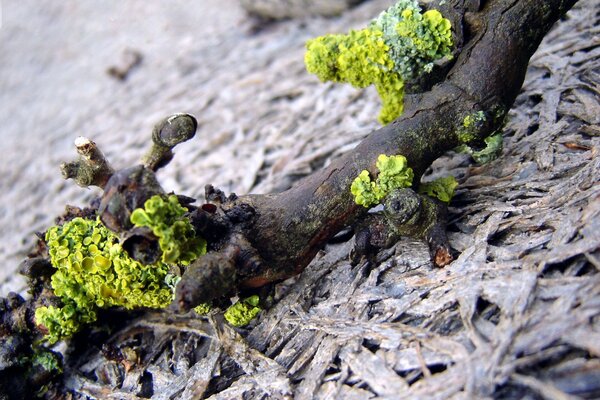 Sprouting moss soft path