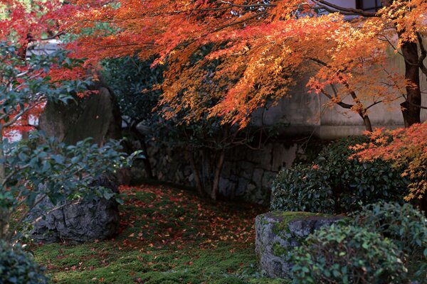 Желтая листва японского сада над каменными валунами