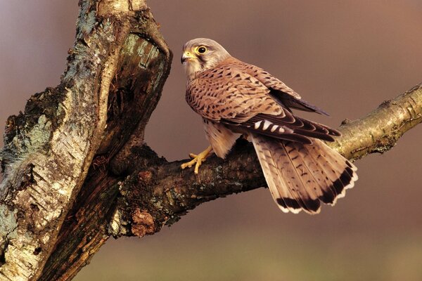 The falcon bird is sitting on a branch