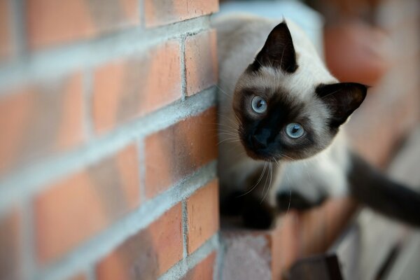 Gatto siamese al muro