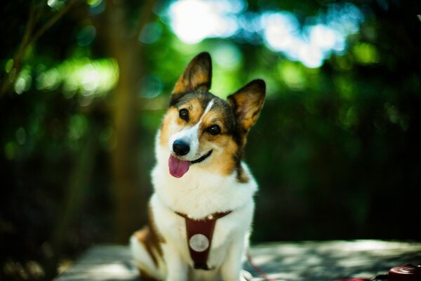 Vista del perro bokeh, amigo del hombre