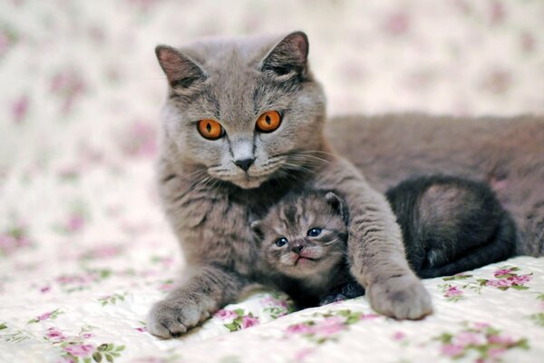 British cat with a small kitten