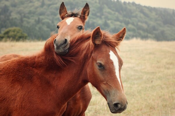 Un par de caballos en una reserva natural