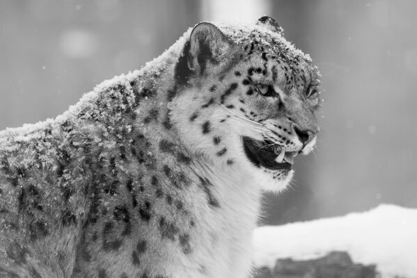 Leopardo blanco y negro dentado en invierno