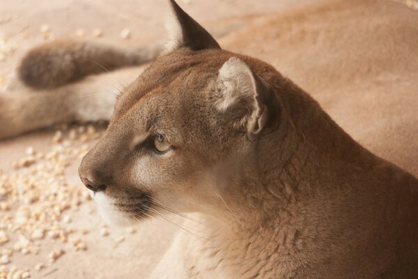 Wild cat cougar enthusiastically looks into the distance