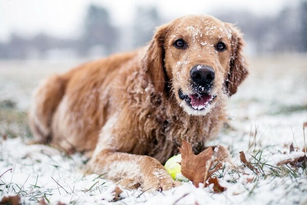 Labrador dog in the snow in winter