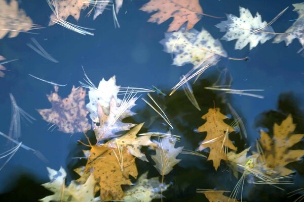 Les feuilles d automne sont tombées dans l eau