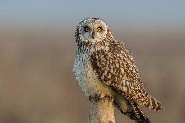 The swamp owl pierces with a glance