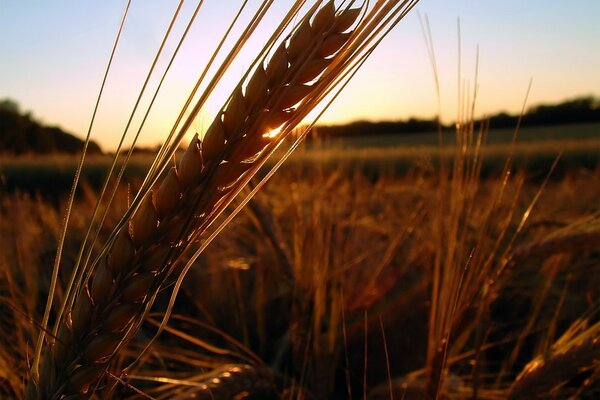 Ohr in der Sonne auf dem Feld