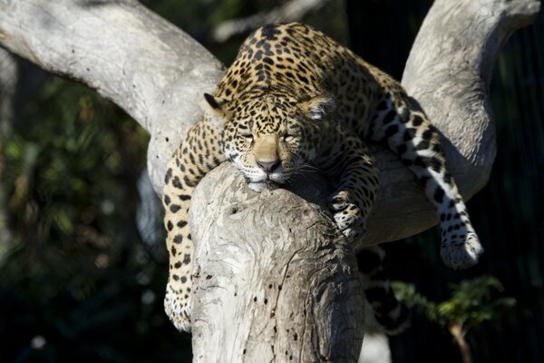 A predatory cat gets enough sleep during the day before a night hunt