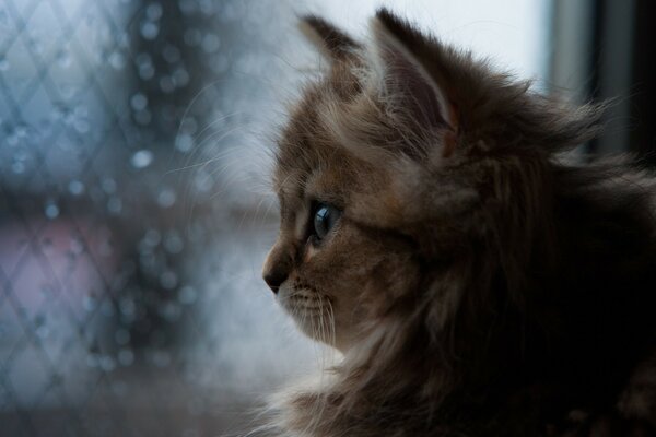 Милый котенок смотрит в окно