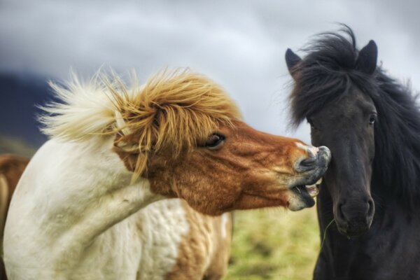 Aesthetic pictorial depiction of horses