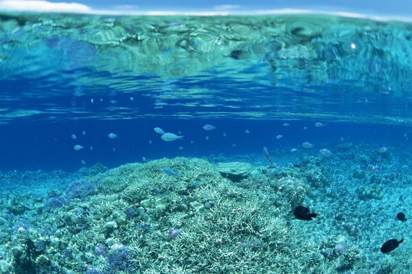 Underwater world, coral reefs with fish