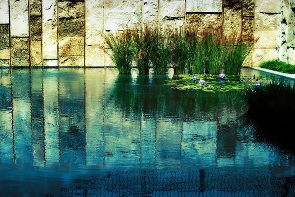 The stone wall is reflected in a pond with beautiful flowers