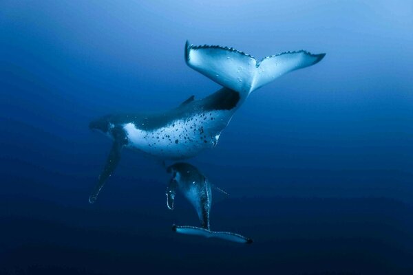 Two dolphins in the ocean. Underwater world