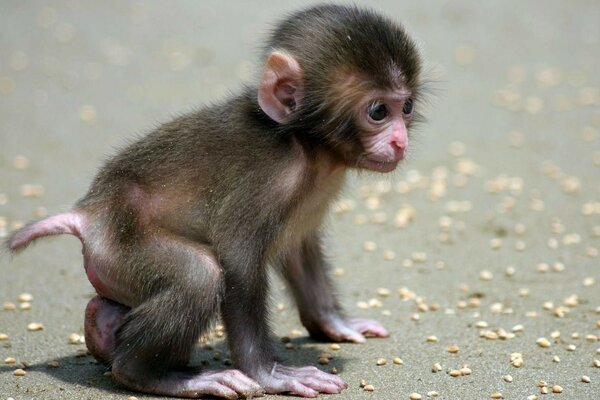 Bebé mono divertido pequeño y peludo