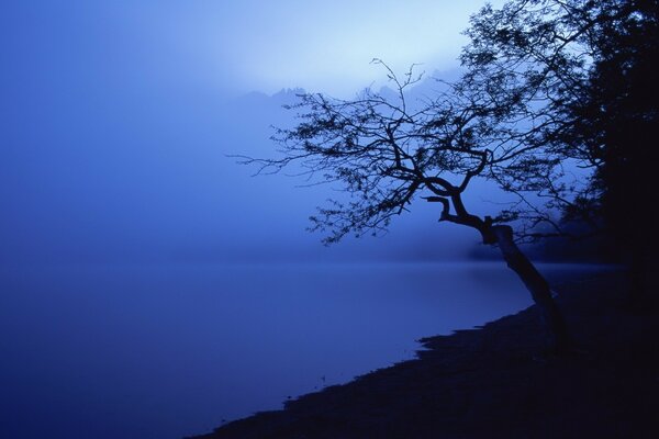 Costa azul sombría con un árbol solitario