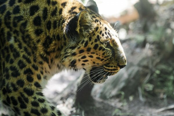 Leopard profile against the background of nature