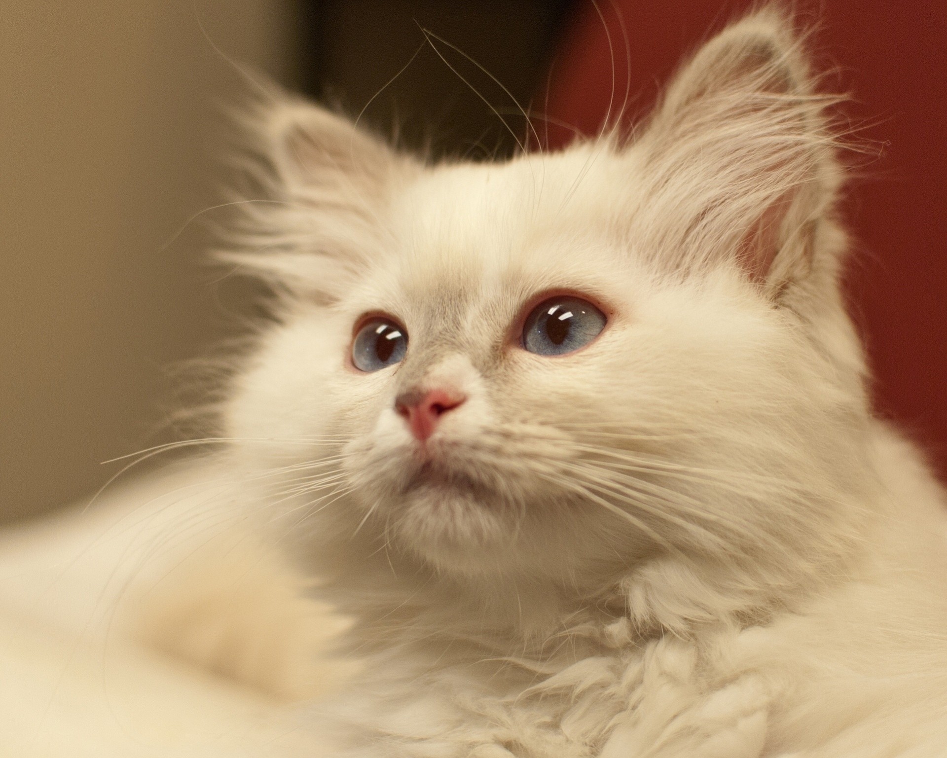 portrait cat white cat shayrskaya horse