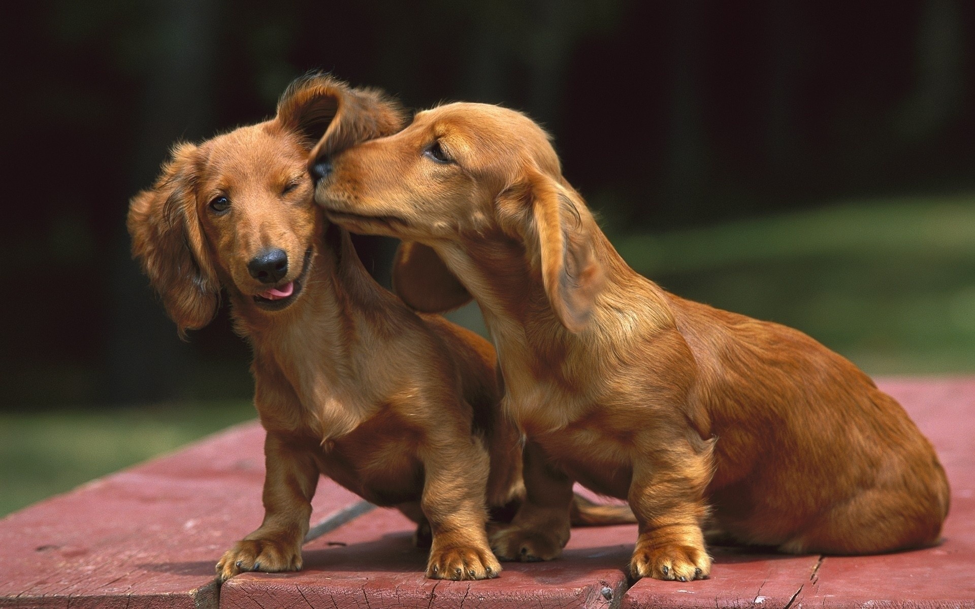 baiser chien teckel