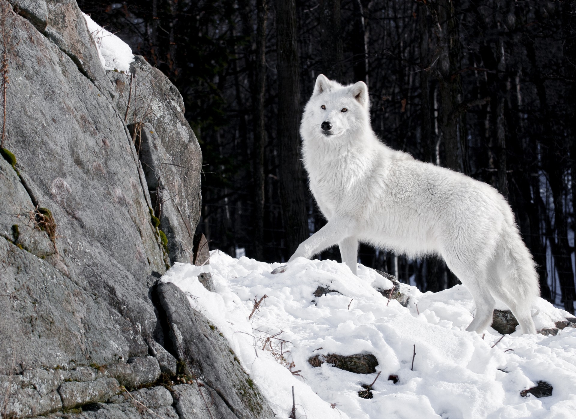 pietre predatore lupo foresta neve inverno bianco