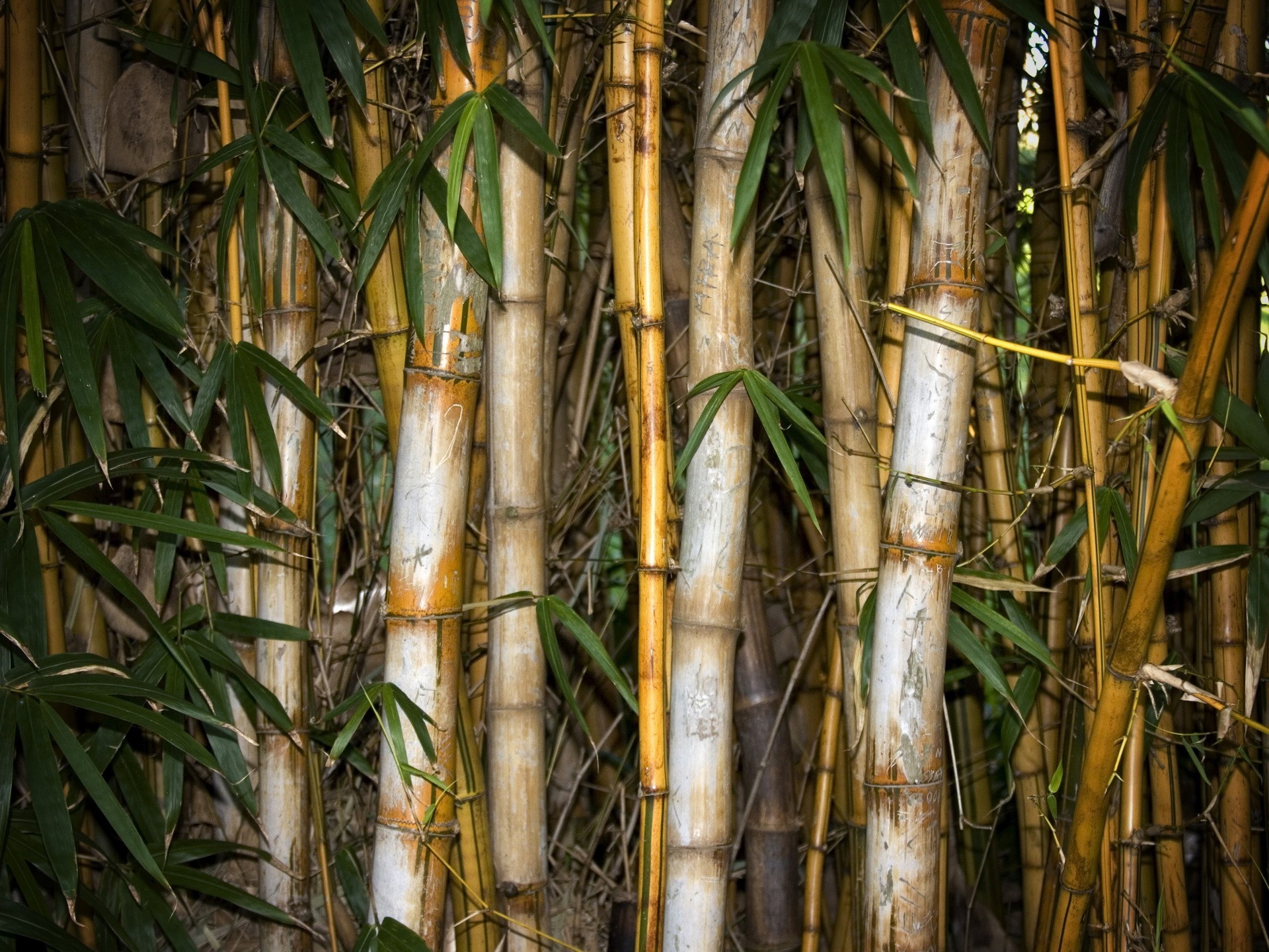 bamboo leave