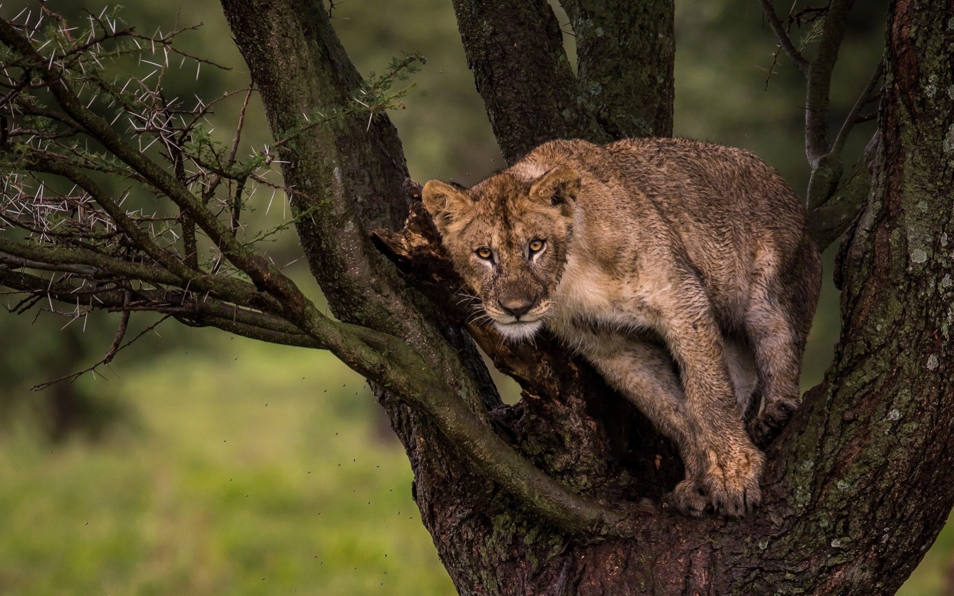 lion leo tree