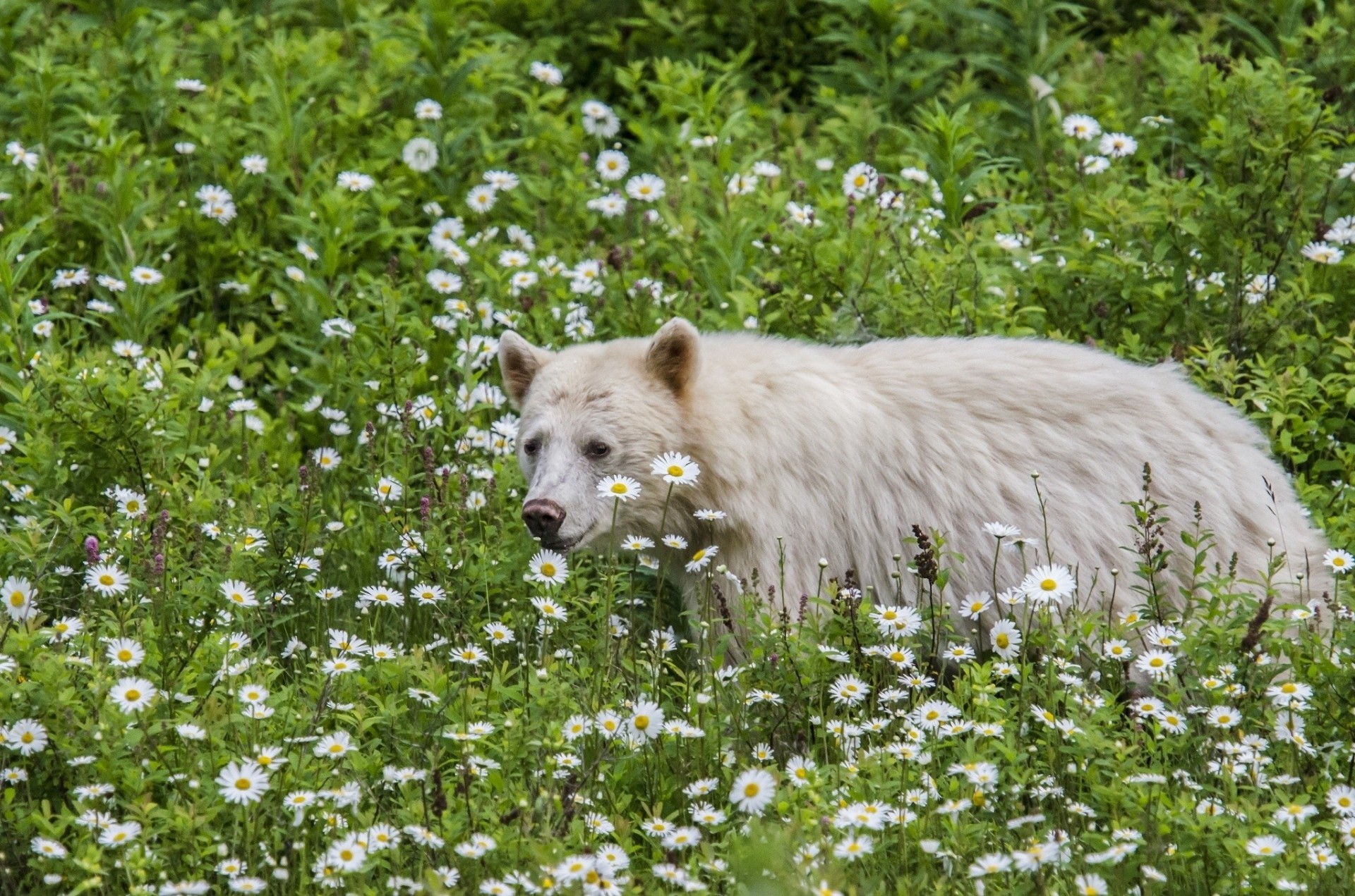 gänseblümchen bär blumen