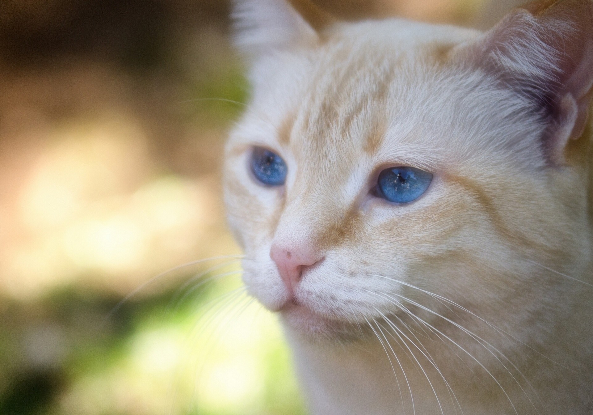 blue eyes shayrskaya horse cat portrait