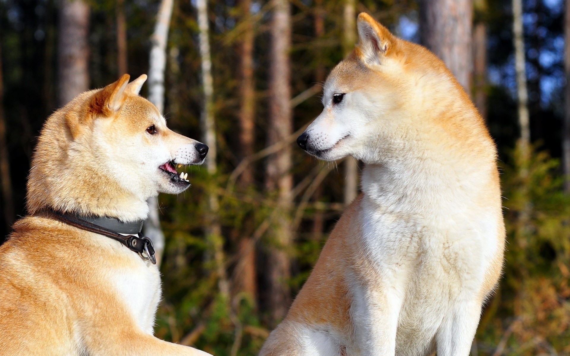 psy rozrywka para akita inu