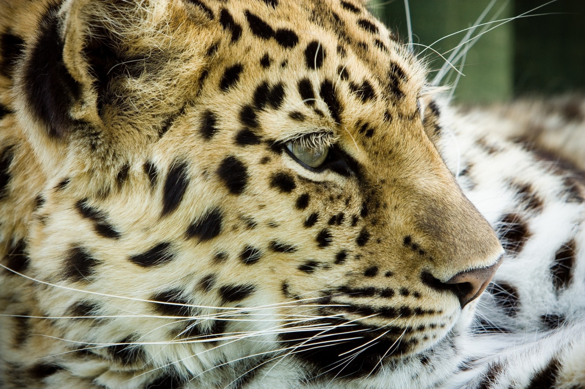 teeth wild cat leopard