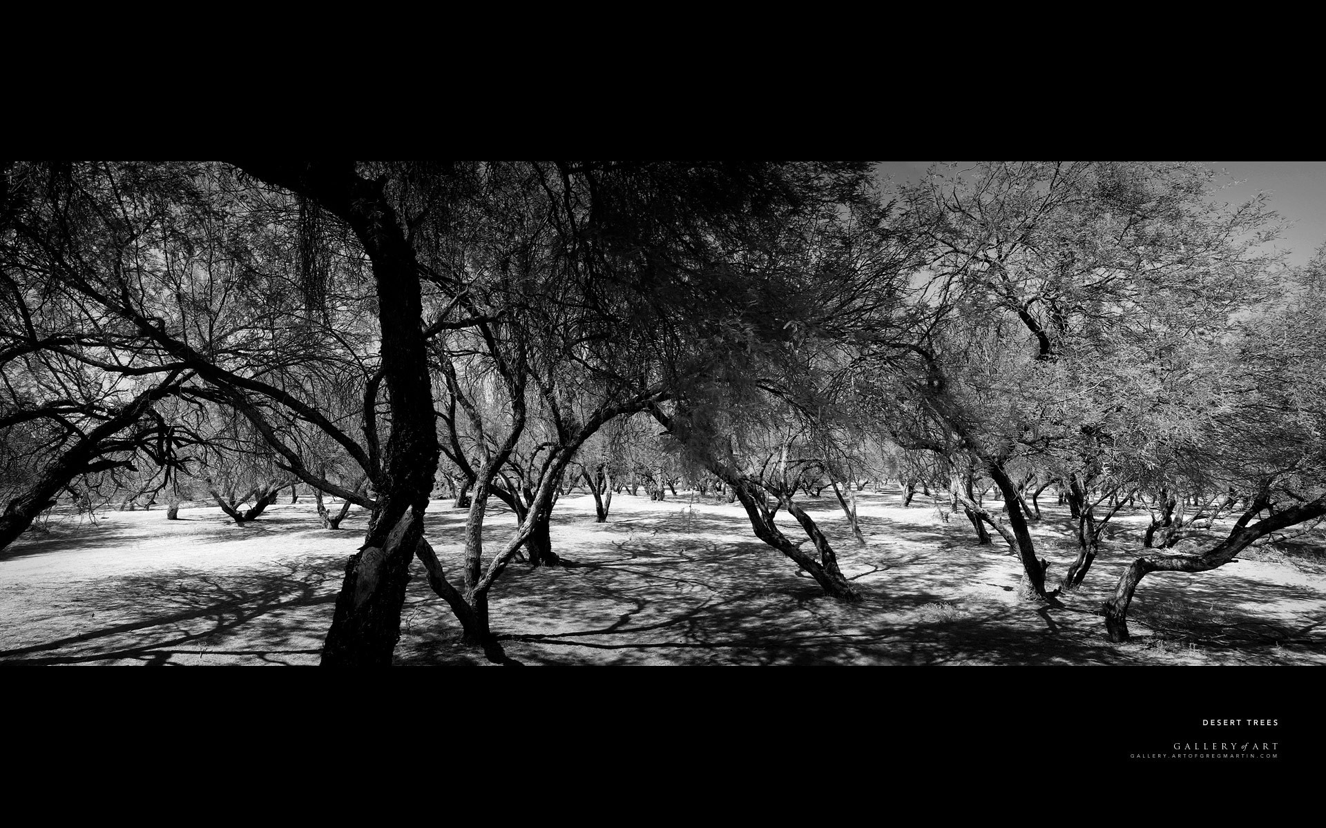 desert forest black and white