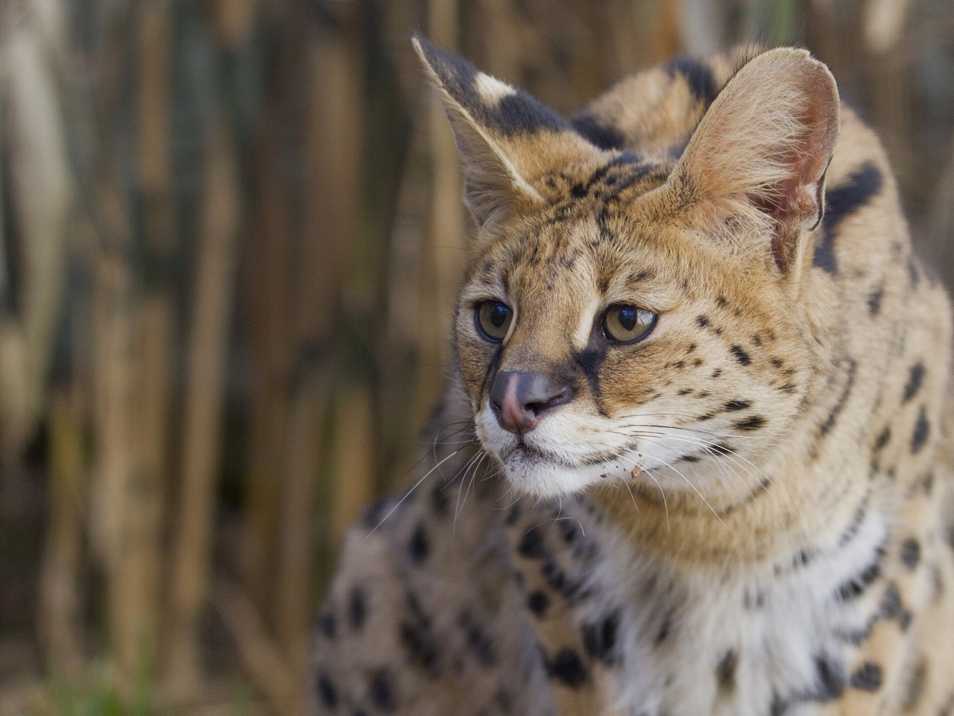 serval gato arbustivo