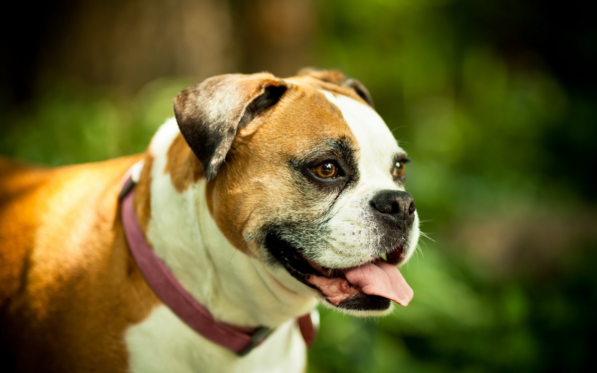 perro collar vista