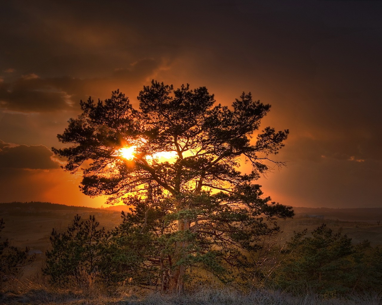 arbre soleil coucher de soleil