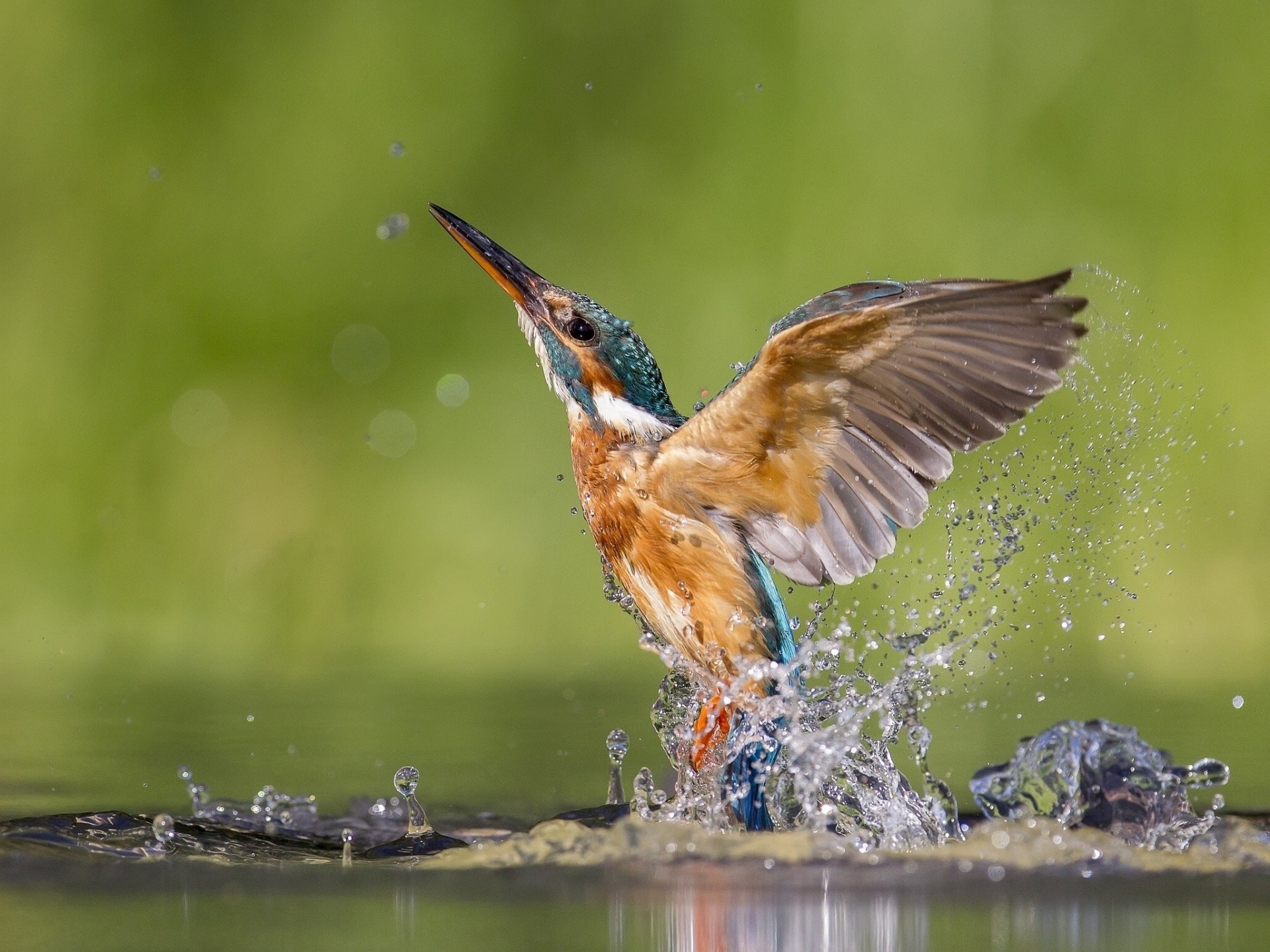 aves agua aerosol martín pescador despegue