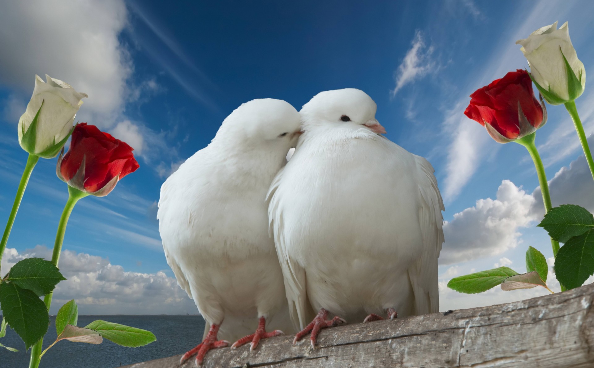 cielo amor rosas pareja palomas