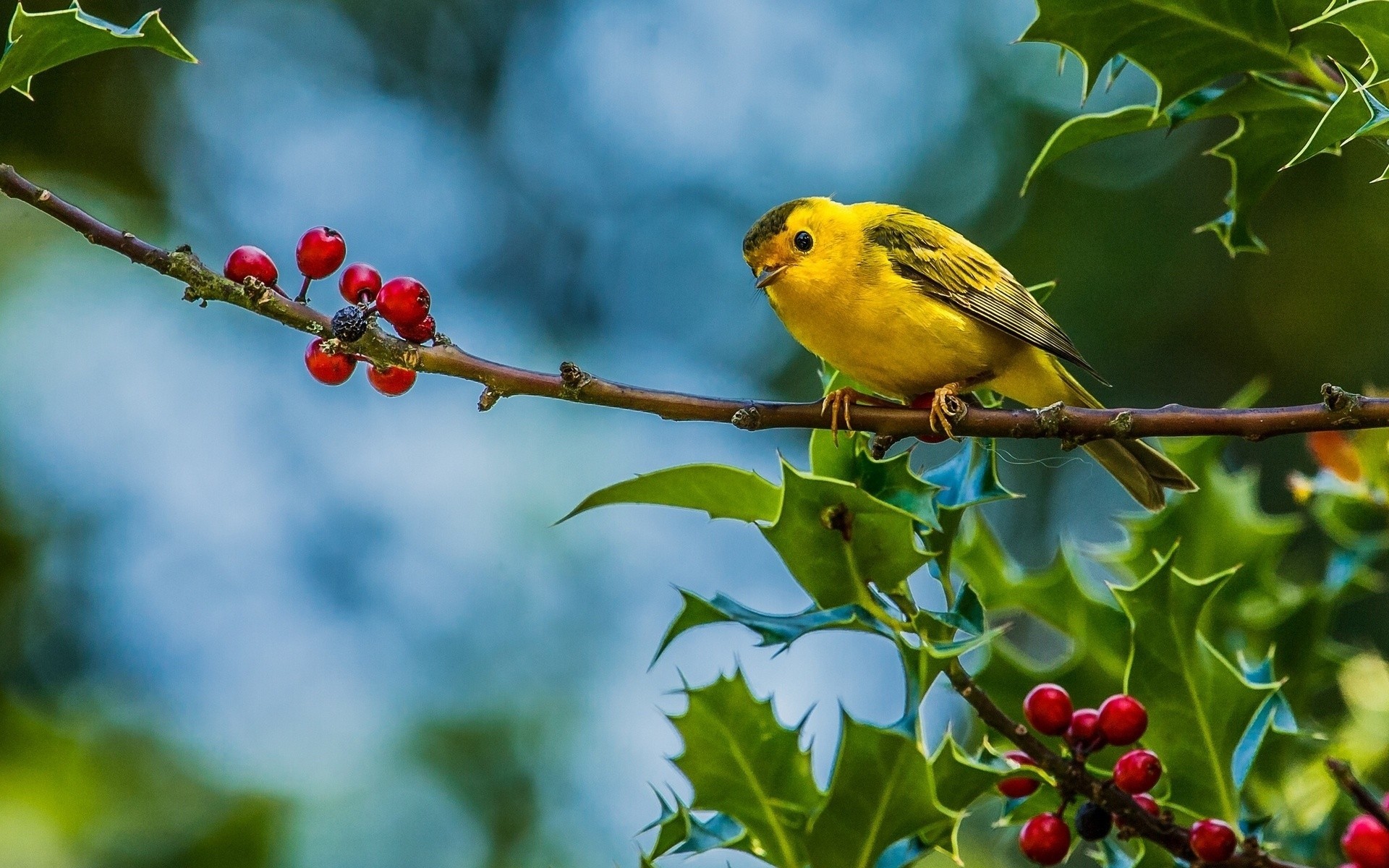 berries branch